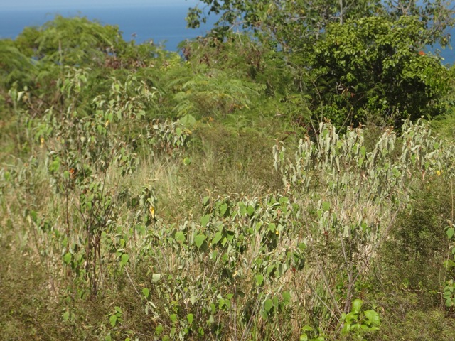 vegetation on top of the ridge line from Oualie Realty