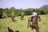 St Kitts Rainforest Horseback Riding Tour