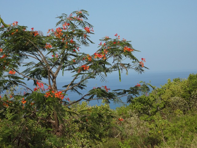 Mature trees on South Slope from Oualie Realty