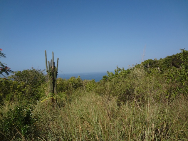 candelabra cactus from Oualie Realty