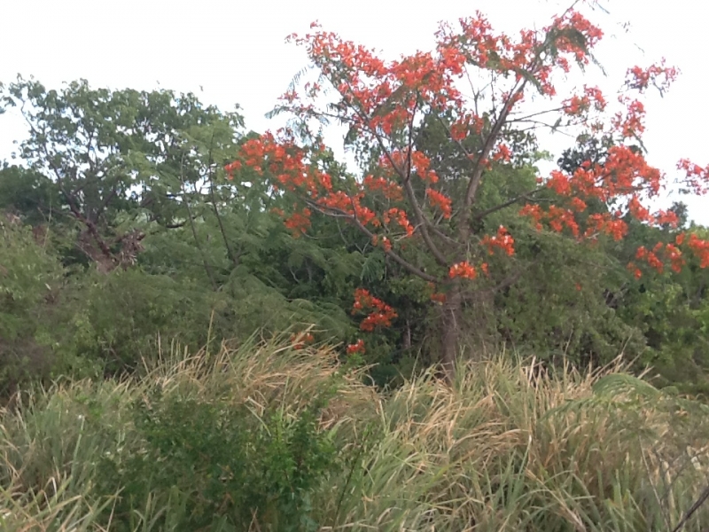 flowering Flamboyant from Oualie Realty