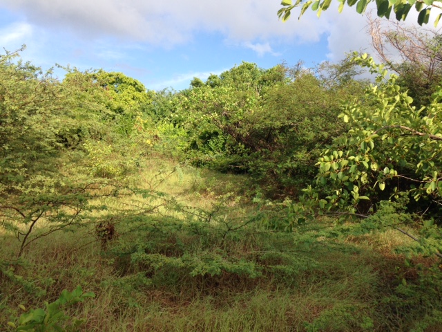 vegetation on Lot from Oualie Realty
