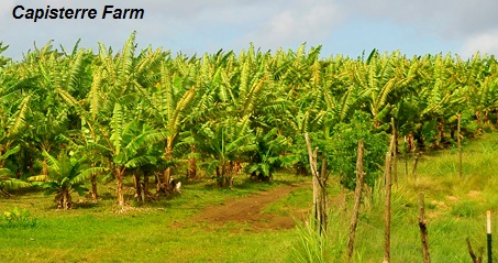 View of Capisterre Farm on Nevis